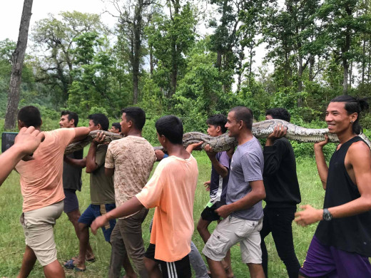 अजिङ्गरलाई निकुञ्जको ‘कोर एरिया’मा छाडियो