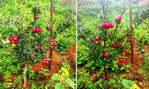 बिरुवा रोपेको एक वर्षमै स्याउ फलेपछि किसान उत्साहित