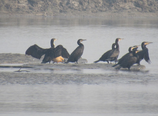 कोशीटप्पुमा चराको सङ्ख्या घट्यो