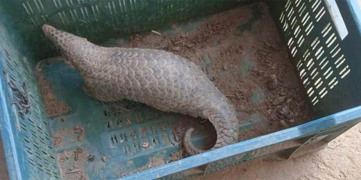 गोरखामा भेटियो लोपोउन्मुख तामे सालक