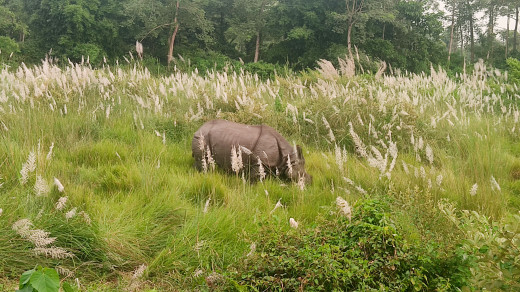 चितवनमा गैंडाले आक्रमण गर्दा एकको मृत्यु, पाँच घाइते