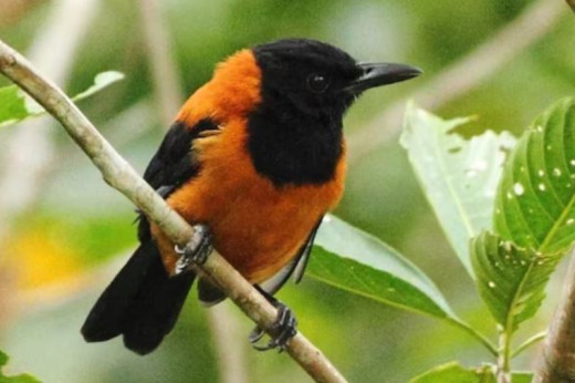 सर्प भन्दा विषालु चरा, जसलाई छोए मात्रै पनि मृत्यु हुन सक्छ