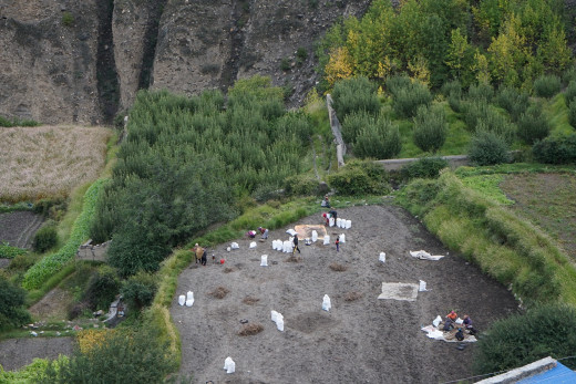 मुस्ताङमा आलु ‘जोन’