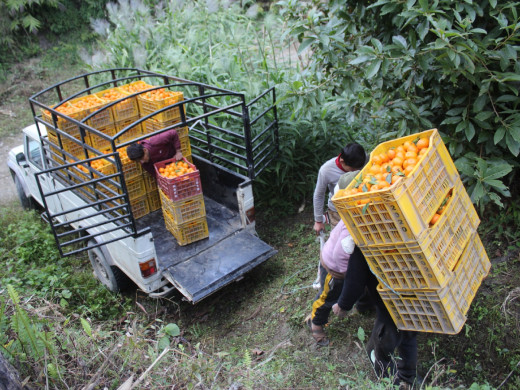 सुन्तला बेचेर म्याग्दीमा किसानले गरे २१ करोड आम्दानी 