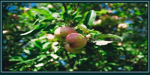 पाँचथरका दुई पालिकामा फलफूल विकास कार्यक्रम सञ्चालन हुने