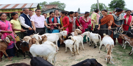 भरतपुरकी मेयर रेनुले वितरण गरिन् किसानलाई बाख्रा र धानको बीउ