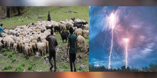 जुम्लामा चट्याङ पर्दा एक सय भेडा मरे