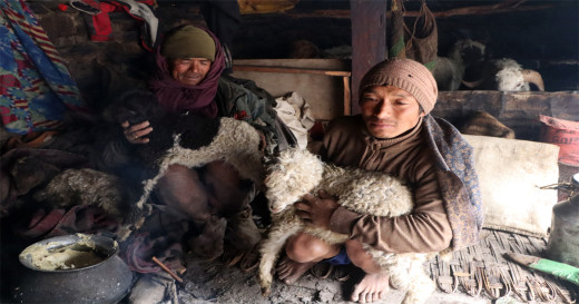 बेमौसमी झरीले मर्न थाले भेडा, १० लाख क्षति