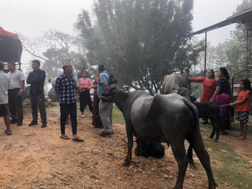 गोरखाका किसानलाई दुहुनो भैँसी वितरण, दूधमा आत्मनिर्भर बनाउने लक्ष्य
