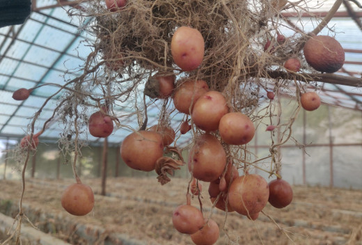 नवलपरासीपूर्वमा आलु उत्पादनमा वृद्धि