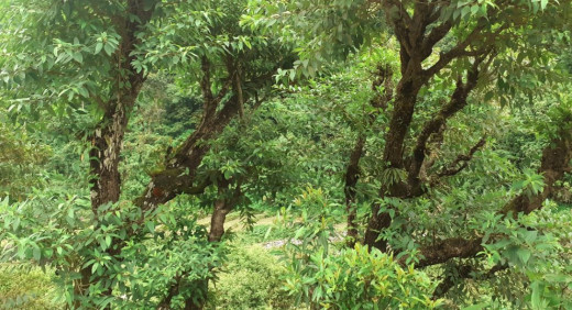 मकवानपुरमा दार पकेट क्षेत्र घोषणा