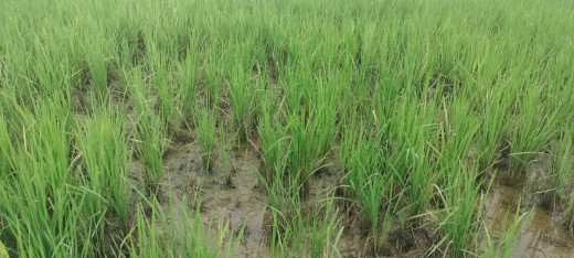कञ्चनपुरमा खेतमै सुक्यो धान, किसान चिन्तामा