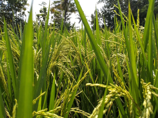 धानबालीमा ग्वारो रोगले पर्साका किसान चिन्तित