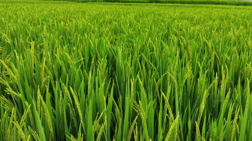 कैलालीमा छाडा पशुबाट धान बालीमा क्षति