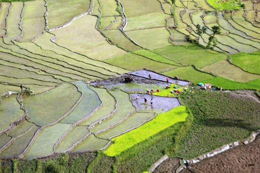गोरखामा ५० प्रतिशतमात्र रोपाइँ