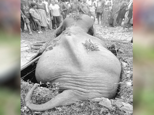 कञ्चनपुरमा सेफ्टी ट्यांकीमा परेर हात्तीको मृत्यु