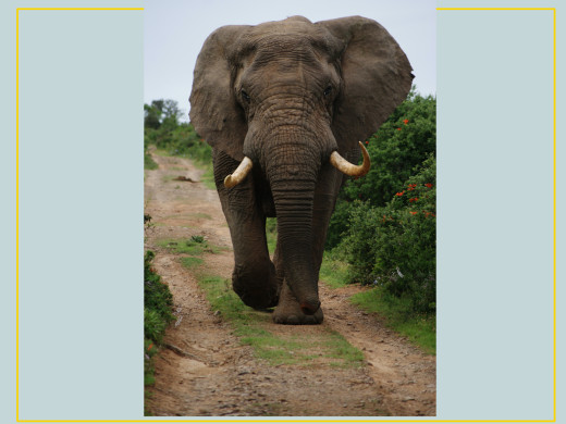 कञ्चनपुरको बडुवालका स्थानीय हात्ती भगाउन रातभर जाग्राम