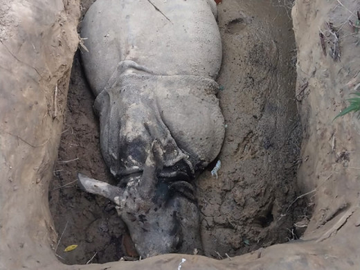 खाग तस्करी गर्ने ८ जना पक्राउ, गैँडा मार्न लागेको थियो २० दिन