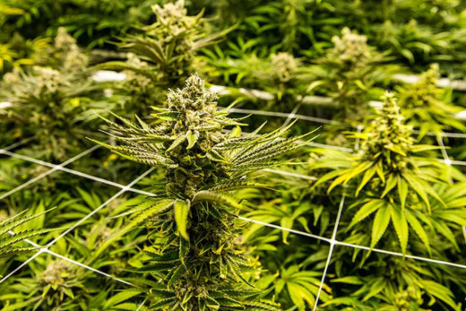 गाँजा खेतीको सम्भाव्यता अध्ययन हुने