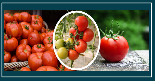 घट्यो गोलभेँडाको मूल्य