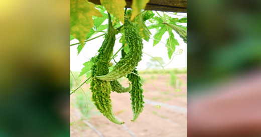 सोमबार कति छ करेलासहितको मूल्य ?