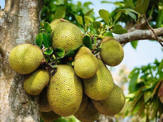 नेपालमा उत्पादित कटहरकाे भारतीय बजारमा वर्चस्व  