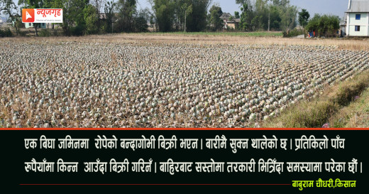सरकारले देखेन किसानको दर्द, बारीमै सुक्यो बन्दागोभी