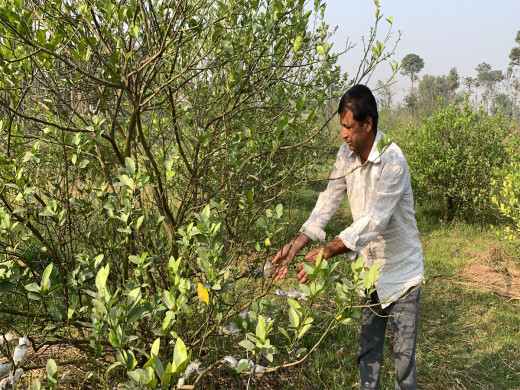 कागतीको उत्पादन छ बजार छैन