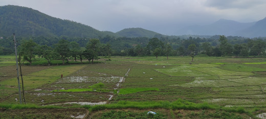 बारामा शतप्रतिशत रोपाइँ हुन साउन मसान्तसम्म लाग्ने