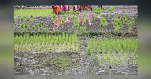 समयमा वर्षा नहुँदा मधेस प्रदेशमा नौ प्रतिशत मात्र धान रोपाइँ