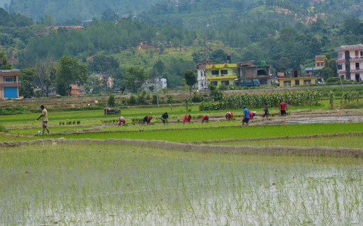 पर्सामा हालसम्म ६० प्रतिशत रोपाइँ