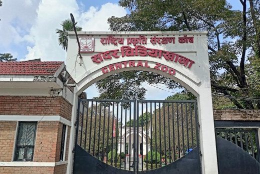 सदर चिडियाखानाका बाघ ‘फास्टिङ’मा