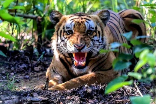 चितवनमा एक व्यक्तिलाई बाघले आक्रमण गर्यो