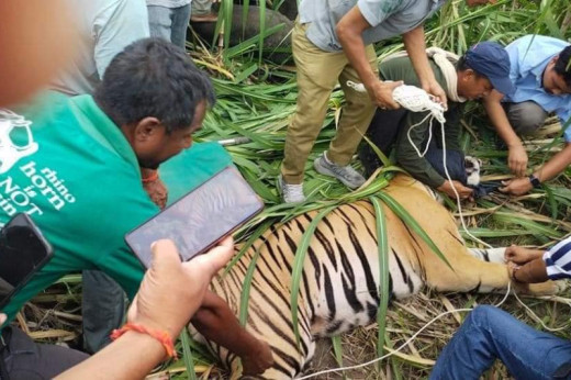 मकवानपुरको मनहरीमा भैँसीले बाघ मार्यो !