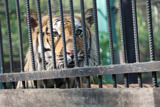 पर्साको ठोरी क्षेत्रमा आतंक मच्चाउने पाटेबाघ नियन्त्रणमा
