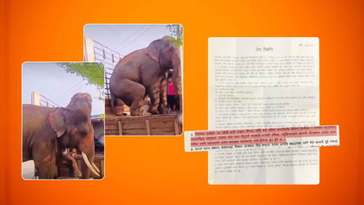 ‘कतार जान लागेका हात्तीको भाइरल भिडिओ फेक हो, कागजी प्रक्रिया जारी छ’