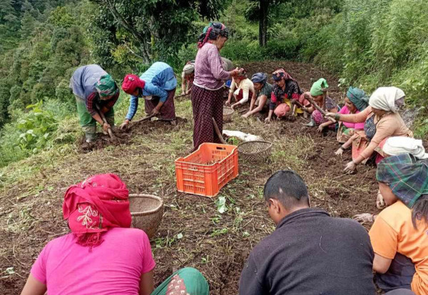 बागलुङमा आलुखेती विस्तार, गत वर्ष अर्ब बढीको उत्पादन