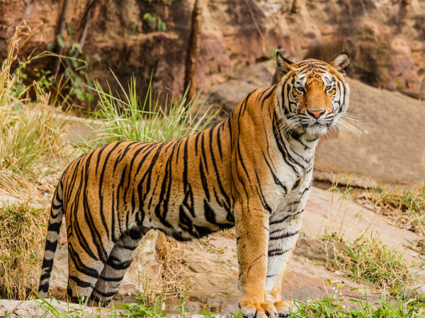 चितवन निकुञ्जमा बाघ राख्ने ठाउँ पाइएन