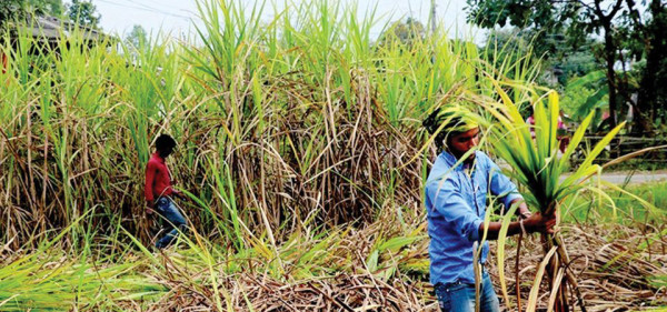 उखु किसानको अनुदानवापत सरकारले  दियो ८० करोड