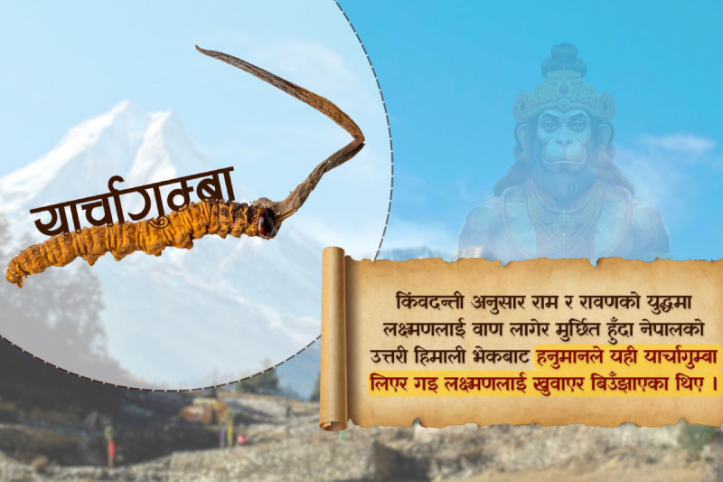 यार्सा सिजनः के रामायणका लक्ष्मणलाई यार्साले नै बचाएको थियो?, यस्तो छ यार्सागुम्बाको रोचक कथा 