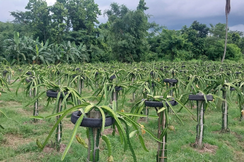 ‘ड्रागन फ्रुट’ खेतीप्रति इलामका किसान आकर्षित