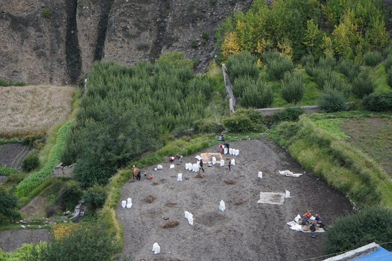 मुस्ताङमा आलु ‘जोन’