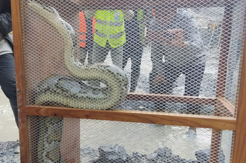 जलविद्युत् आयोजनाको बाँध निर्माणस्थलमा अजिङ्गर भेटियो