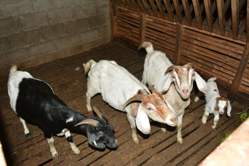 वैदेशिक रोजगारीबाट फर्किएर थालेको बाख्रापालन फार्म बीउको स्रोत केन्द्र बन्यो