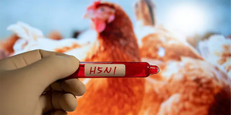 बर्डफ्लुबाट अर्को महामारी आउन सक्ने चेतावनी