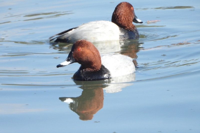 चिसो छल्न रारामा भित्रिए विदेशी चरा
