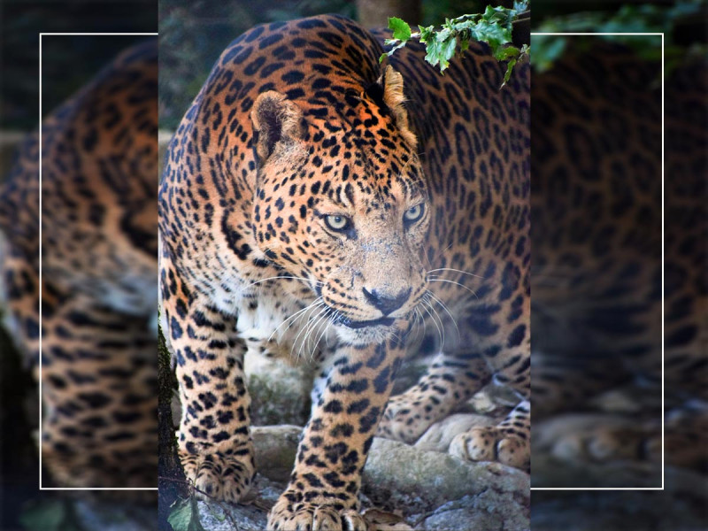 टीकापुरमा चितुवाको त्रास