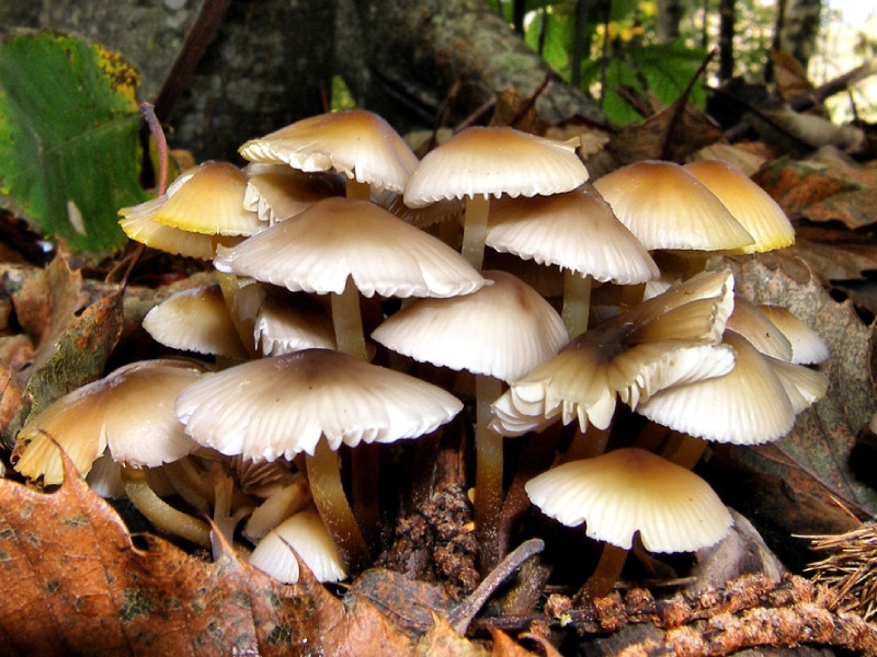 नवलपुरमा जङ्गली च्याउको तरकारी खाँदा एकै घरका ५ जना बिरामी