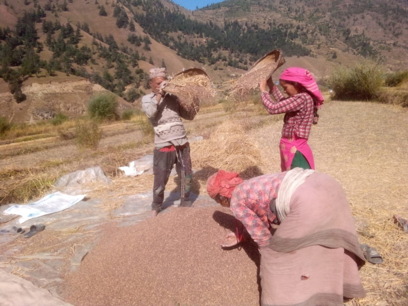 मार्सी धानको मूल्य प्रति केजी १२० रुपैयाँ