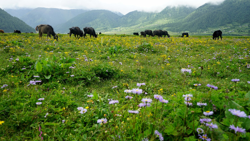 ढोरपाटन शिकार आरक्षको १८५ हेक्टर जमिन अतिक्रमण